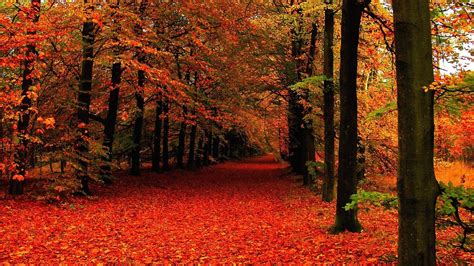 high resolution fall background|cute fall backgrounds.